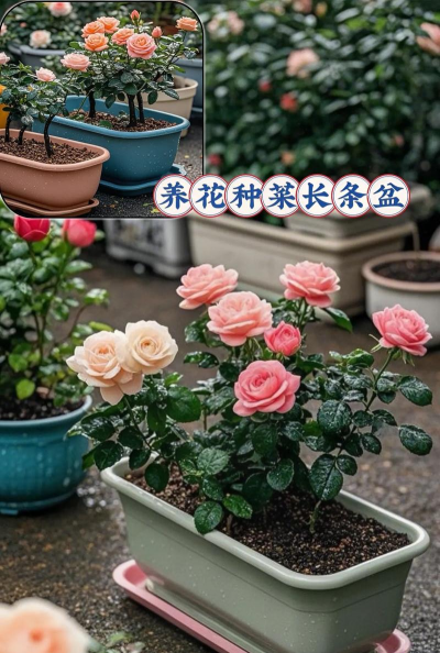 小众送妈妈的花有哪些花