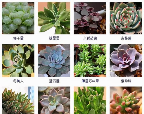 小众送妈妈的花有哪些花