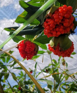 昆明种植植物有哪些