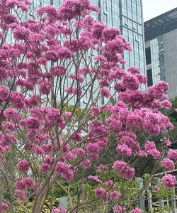 小众送妈妈的花有哪些花
