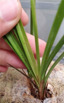 小众送妈妈的花有哪些花