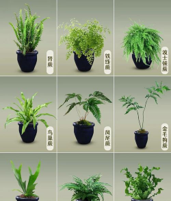 蕨类保护植物有哪些