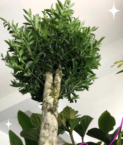 小众送妈妈的花有哪些花