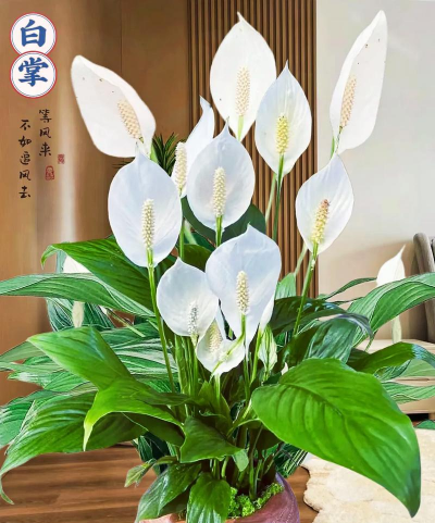 小众送妈妈的花有哪些花