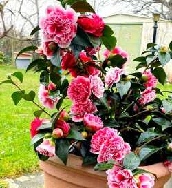 小众送妈妈的花有哪些花