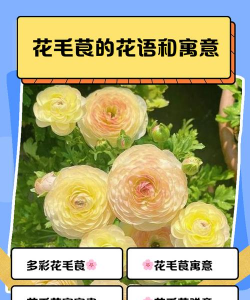 小众送妈妈的花有哪些花