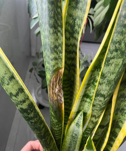 小众送妈妈的花有哪些花