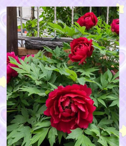 小众送妈妈的花有哪些花