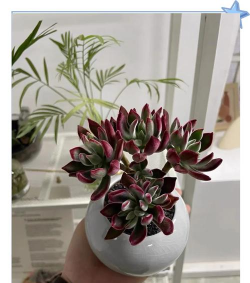 小众送妈妈的花有哪些花