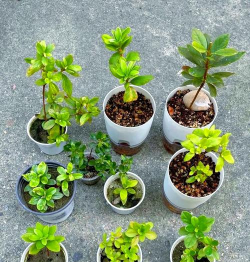 小众送妈妈的花有哪些花