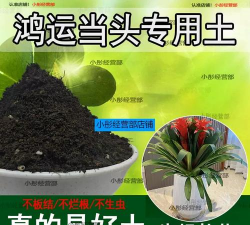 小众送妈妈的花有哪些花