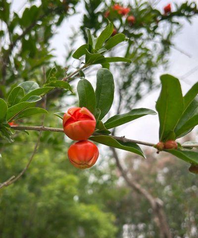 小众送妈妈的花有哪些花