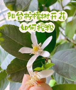 柠檬如何才能开花结果