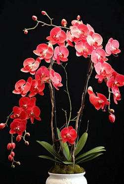 小众送妈妈的花有哪些花