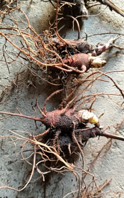 小众送妈妈的花有哪些花