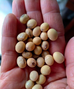 小众送妈妈的花有哪些花