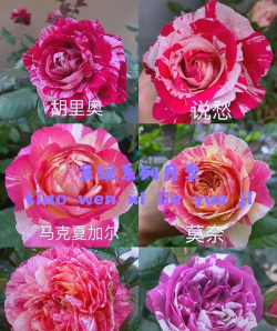 小众送妈妈的花有哪些花