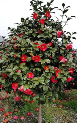 小众送妈妈的花有哪些花