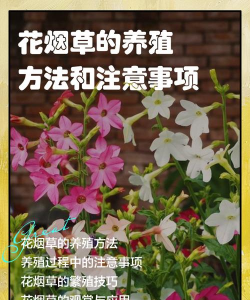 花烟草的养殖方法和注意事项