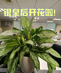 小众送妈妈的花有哪些花