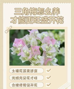 小众送妈妈的花有哪些花