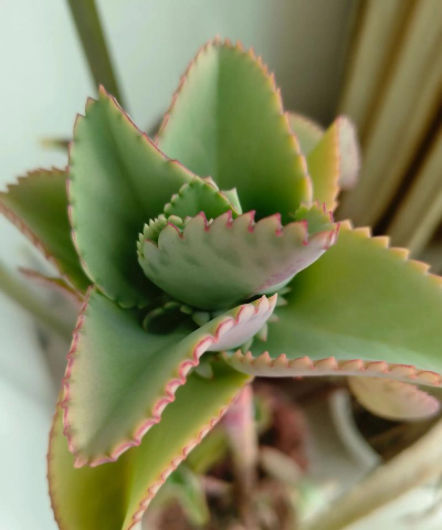 小众送妈妈的花有哪些花