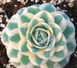 小众送妈妈的花有哪些花