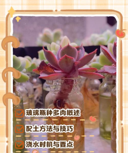 小众送妈妈的花有哪些花