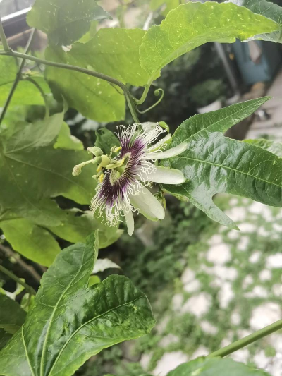 小众送妈妈的花有哪些花