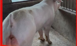 新美系长白公猪多少钱