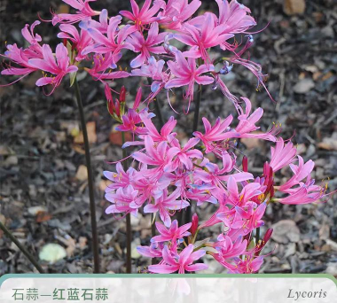 小众送妈妈的花有哪些花