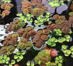 小众送妈妈的花有哪些花