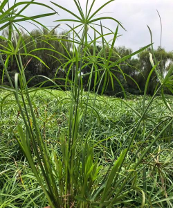 小众送妈妈的花有哪些花