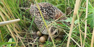 小众送妈妈的花有哪些花