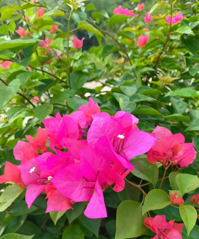 小众送妈妈的花有哪些花