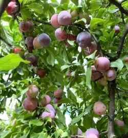 小众送妈妈的花有哪些花