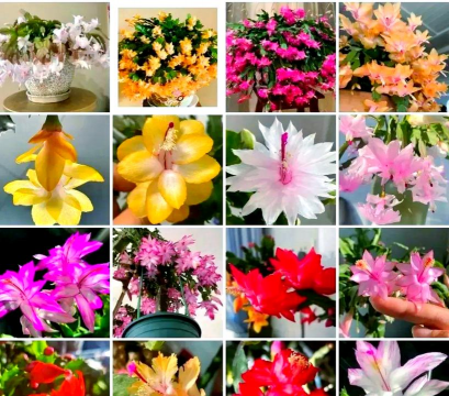 小众送妈妈的花有哪些花