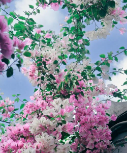 小众送妈妈的花有哪些花