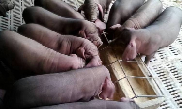 小众送妈妈的花有哪些花