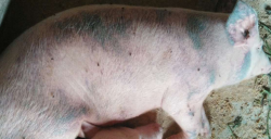 小众送妈妈的花有哪些花