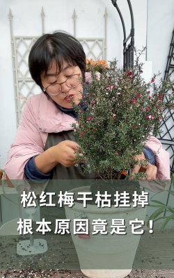 小众送妈妈的花有哪些花