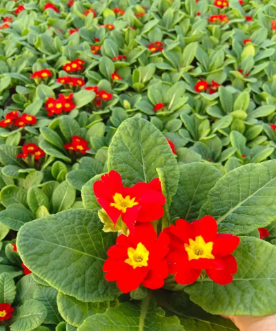 小众送妈妈的花有哪些花