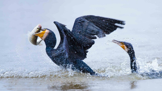 小众送妈妈的花有哪些花