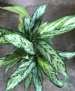 小众送妈妈的花有哪些花