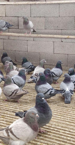 小众送妈妈的花有哪些花