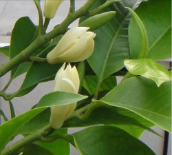 小众送妈妈的花有哪些花