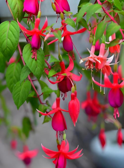 小众送妈妈的花有哪些花