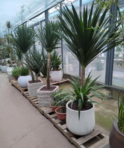 小众送妈妈的花有哪些花