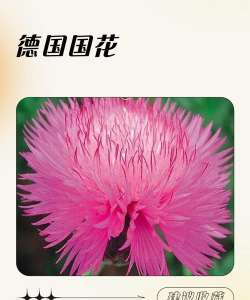 小众送妈妈的花有哪些花