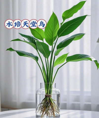 小众送妈妈的花有哪些花